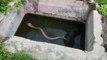 Ils sauvent un cobra royal coincé dans un puits... geste courageux