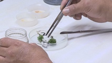 La clonación de plantas, un arma biotecnológica que ataca la extinción de las especies