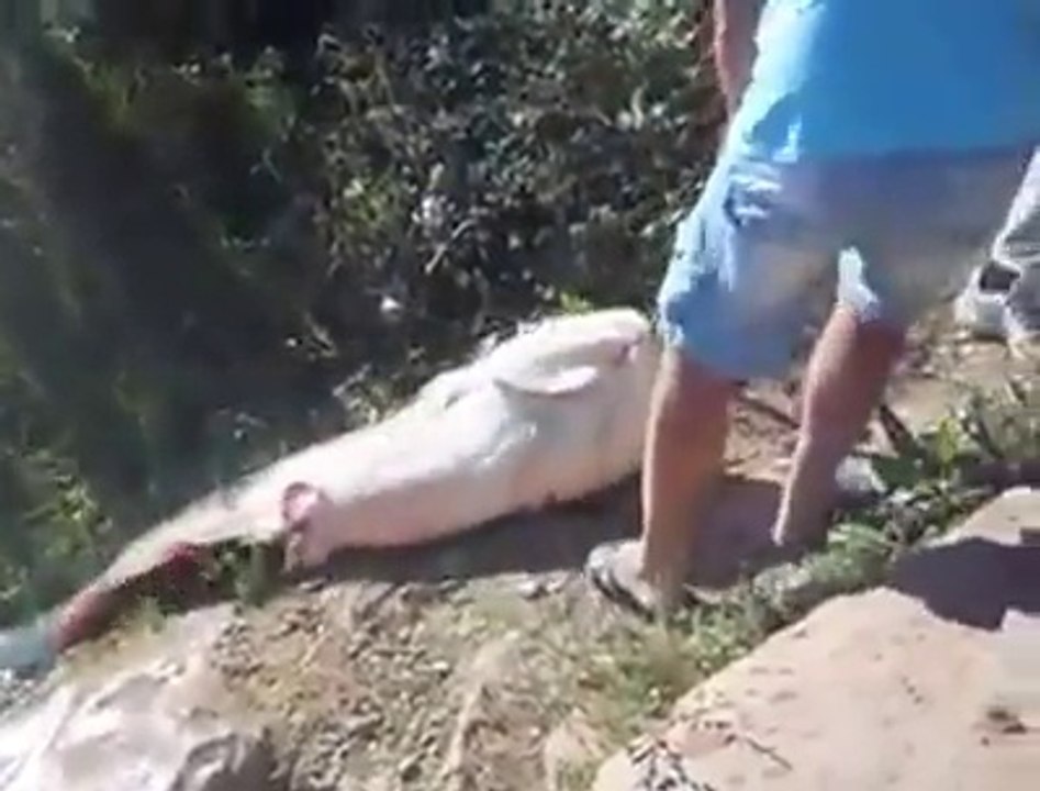 Il peche un silure de plus de 2m dans une rivière. Poisson géant