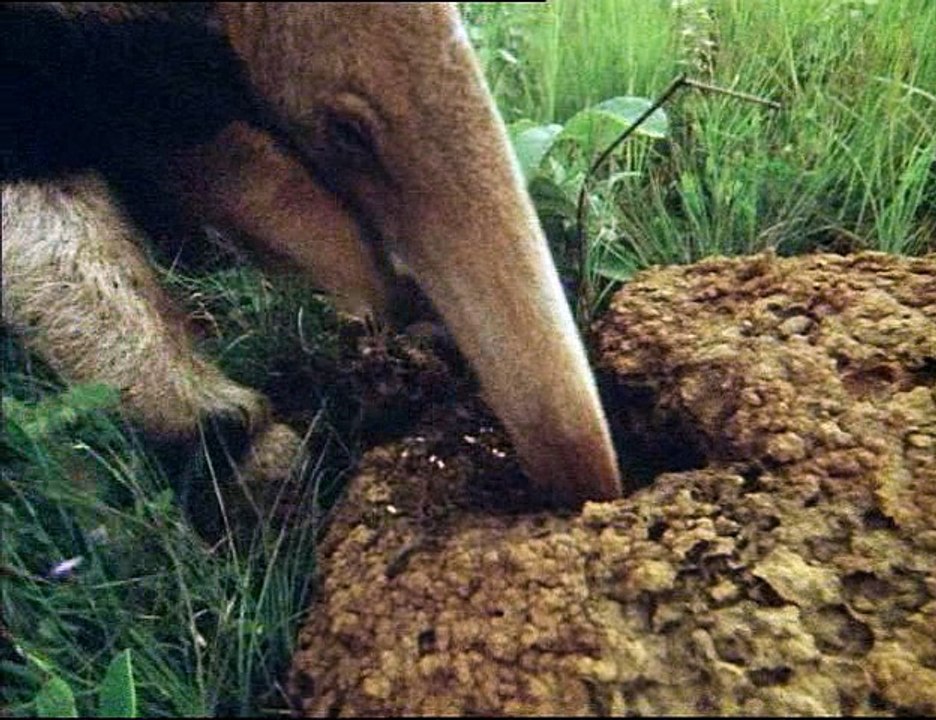 David Attenborough - Élet A Földön - 10