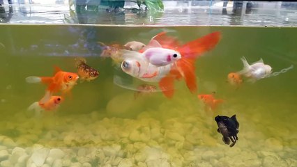  ACUARIOS HD : LOS GOLDFISH VAN HACER BEBES 
