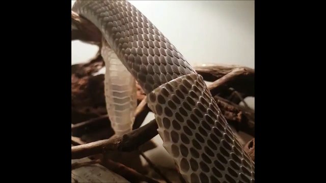 Un serpent black mamba change de peau : magnifique