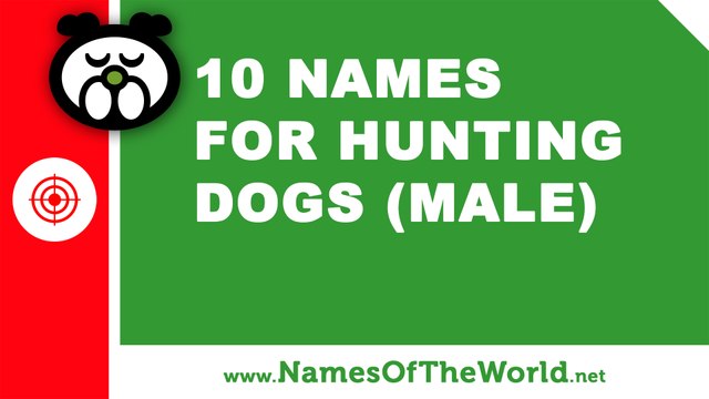 10 names for hunting dogs (male) - the best pet names - namesoftheworld.net