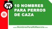 10 nombres para perros de caza - los mejores nombres de mascota - www.nombresparamimascota.com