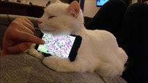 Quoi de mieux qu'un chat comme support de smartphone