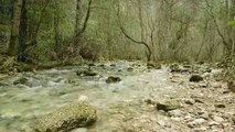 sonidos de la naturaleza /agua /pajaros /musica /relajacion.