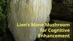 Lion's Mane Mushroom - What You Need to Know