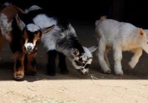 Spring Has Sprung With Adorable Goat Kids