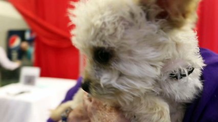 52 adoptable pups strutted their stuff for Best in Show