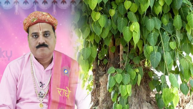 पीपल के पेड़ पर जल चढ़ाना क्यों है ज़रूरी, जानें | Offering water to Peepal - Benefits | Boldsky