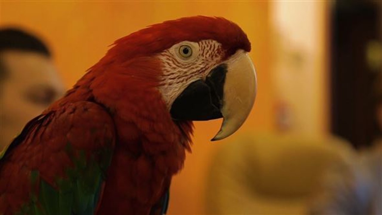 Papagei mit Visionen: Roter Vogel empfiehlt die besten Reisen