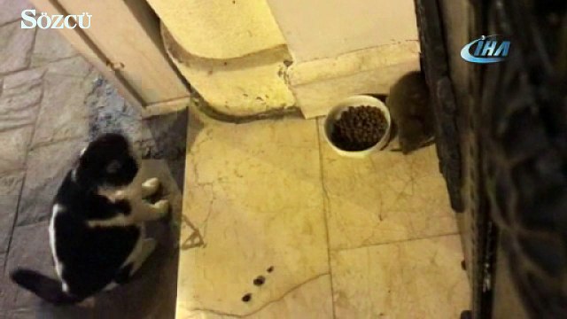 Beyoğlu'nun “sokak faresi” görenleri şaşkına çeviriyor