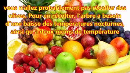 Cultivez vos propres oliviers