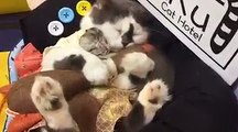 Sieste d'un Hamster avec... un chat !
