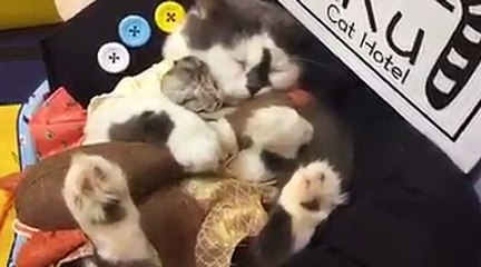Sieste d'un Hamster avec... un chat !