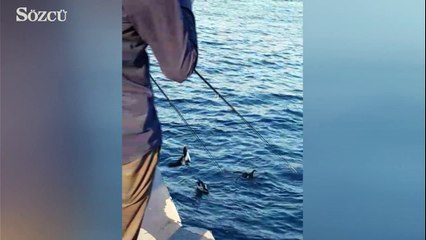 İstanbulda yelkovanlar