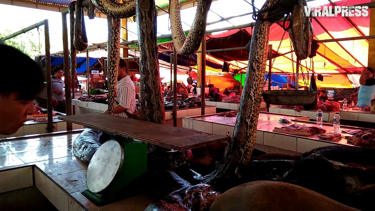 Python Market Indonesia
