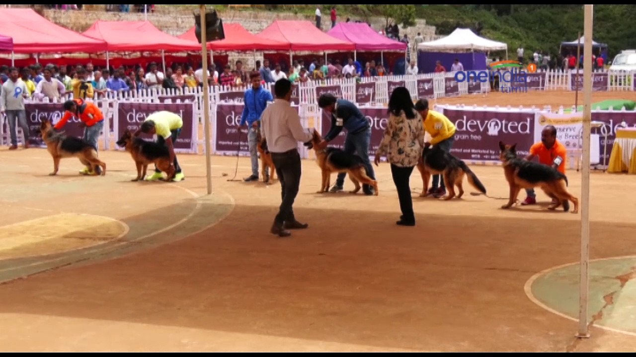 நீலகிரியில் நாய்கள் கண்காட்சி-வீடியோ