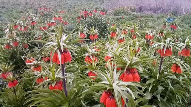 Baharın müjdecisi Ters Laleler göz kamaştırıyor