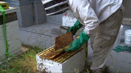 Meet the man who takes care of honeybees on Chicago's skyscrapers