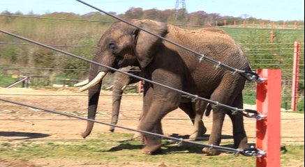 A new arrival at Noah's Ark Zoo Farm!