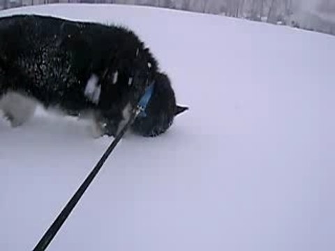 Nanouk husky sibérien / malamute