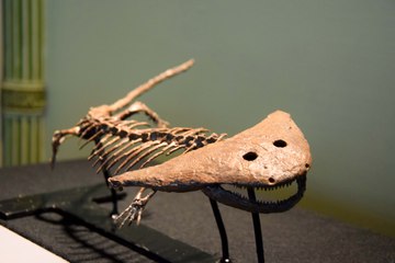 Un diplocaulus au musée d'histoire naturelle de Tournai