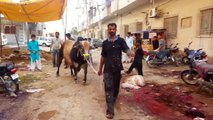 Out of Control Danger Black Bull Qurbani | Bakra Eid 2016 Karachi | خطرناک بیل کی قربانی