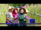 Belajar Cara Budidaya Anggrek - NET 12