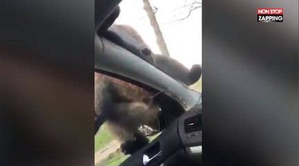 Un singe profite d’une fenêtre ouverte pour uriner dans la voiture de touristes (Vidéo)