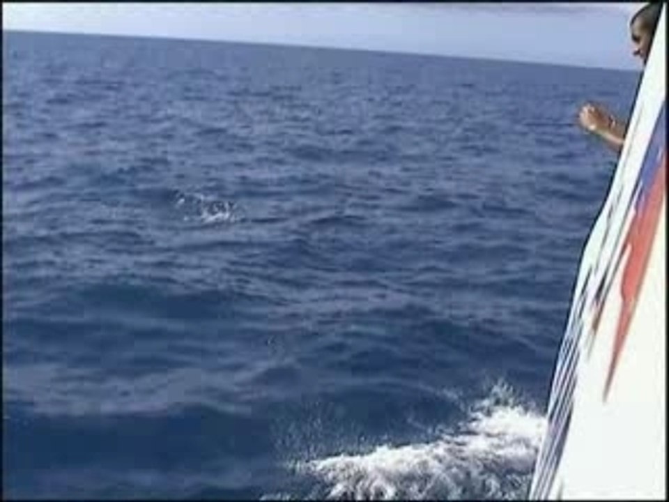 Rencontre avec les dauphins à la réunion