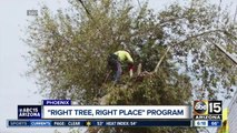 Phoenix planting more trees to combat 'heat island'