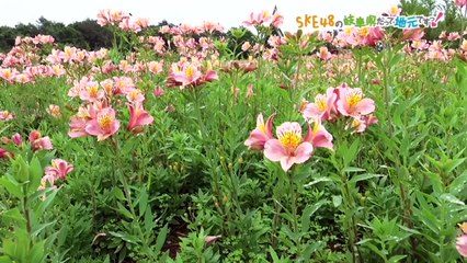 SKE48の岐阜県だって地元ですっ！ 2017年8月9日オンエア「牧歌の里 新スイーツを賭けて、スリッパ飛ばし対決♪」