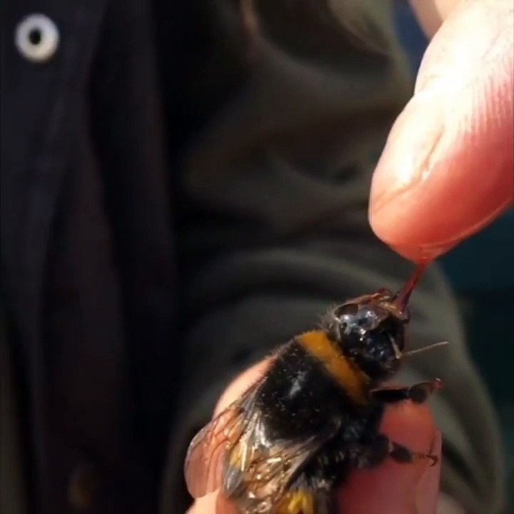 Il sauve une abeille en la nourrissant à la main