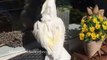 Harley the Cockatoo Showers and Enjoys Sunny Day