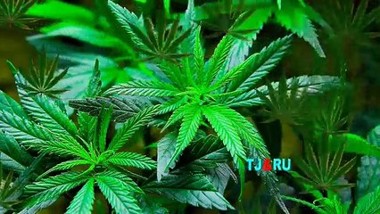 18+ . Жизненная песня "АНАША" - ANASHA