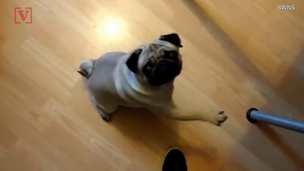 Man Convicted of Hate Crime for Teaching Dog Nazi Salute