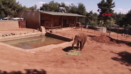 Gaziantep Fil 'Gabi'ye 50 Bin Kişiyle Doğum Günü Kutlaması