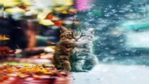 Cat and Moving Picture | @Cat - #Cat | Moving Picture | Motion [HD]