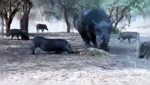 코뿔소 vs 코끼리 육지서열 1,2위의 자존심 싸움