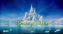 Disneynatures Penguins Official Trailer - YouTube