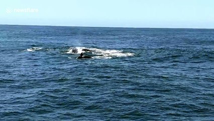 Dramatic video captures orcas attacking baby gray whale