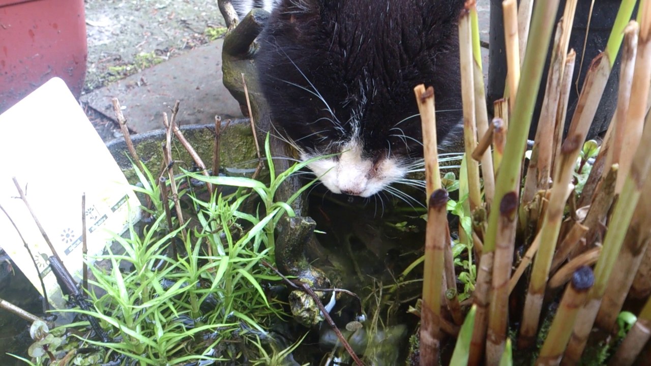 Kater Teddi liebt Wasserminze