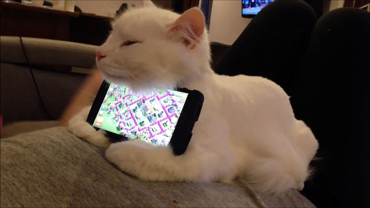 Quand tu prends ton chat pour un support de smartphone