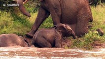 Young elephant shows heart during repeated attempts to get out of river