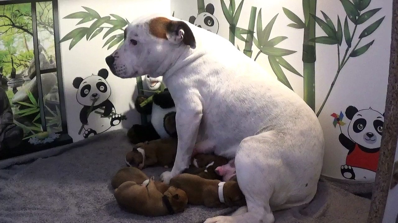 4ème vidéo des chiot PANDA de la 32ème portée de STAFFORDLAND