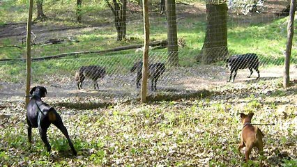 Wolves and Dogs Separated by a Fence