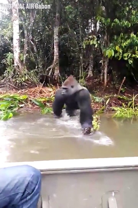 Ce gorille fait une petite blague à ces touristes