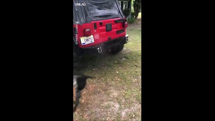 Quand ton chien veut à tout prix attraper le jet d'eau