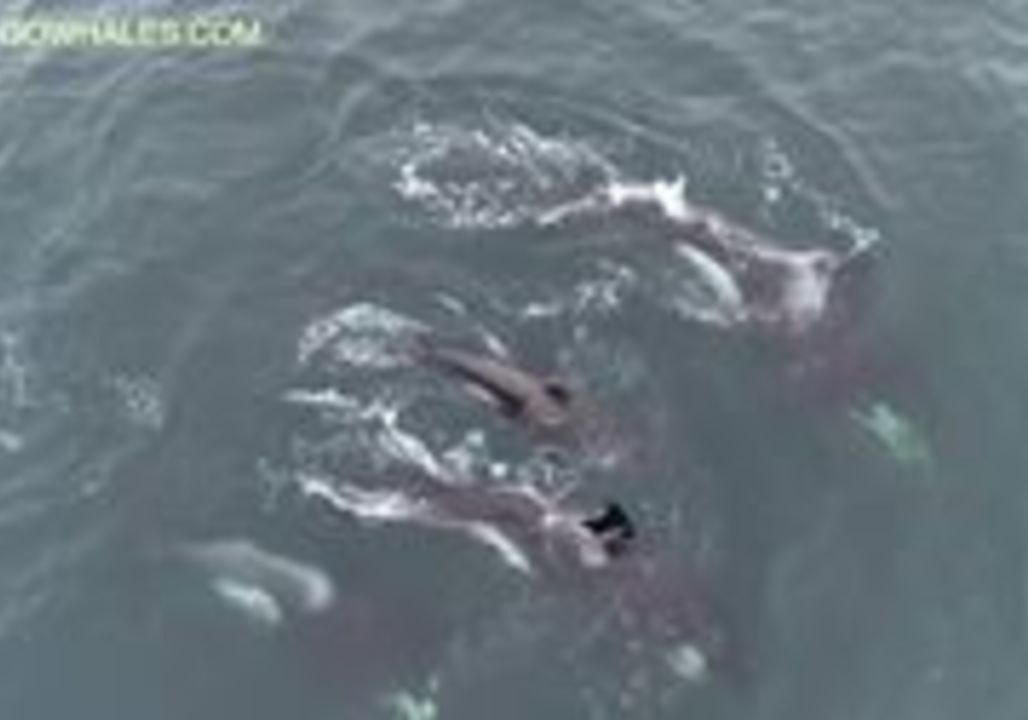 Killer Whales Feed on Gray Whale Calf in Monterey Bay